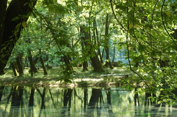 Grön park