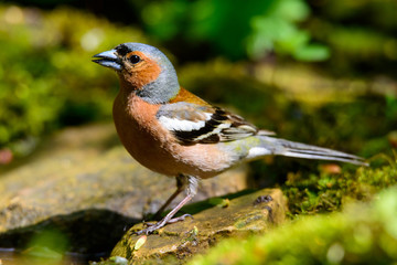 male Chaffinch fringilla coelebs on a green background