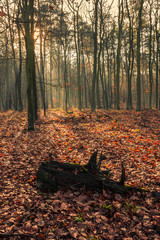 Promienie porannego słońca w lesie © Piotr Gołębniak