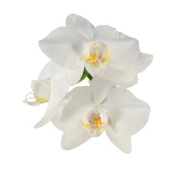 White phalaenopsis orchid flowers