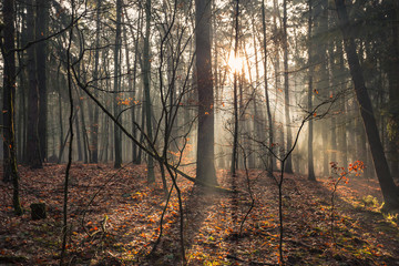 Promienie porannego słońca w lesie