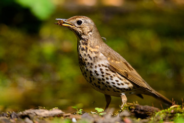 Song Thrush walking on a green background.