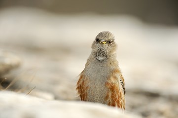 Alpine accentor (prunella collaris)