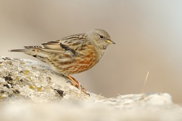 Alpine accentor (prunella collaris)