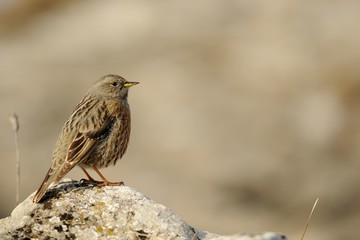 Alpine accentor (prunella collaris)