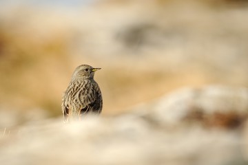 Alpine accentor (prunella collaris)