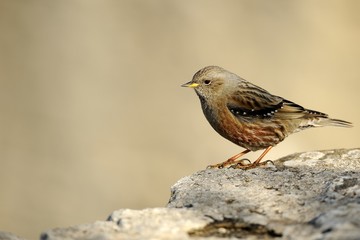 Alpine accentor (prunella collaris)