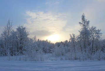 Winter forest after a snowfall on Christmas in the dead of winte