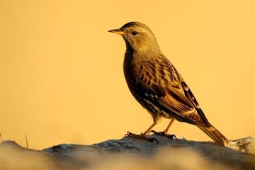 Alpine accentor (prunella collaris)