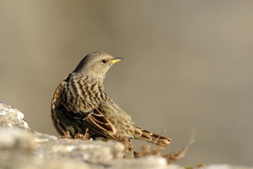 Alpine accentor (prunella collaris)