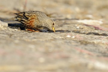 Alpine accentor (prunella collaris)