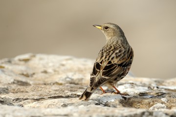 Alpine accentor (prunella collaris)