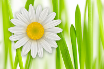 Naklejki  Tło kwiaty, białe wiosenne kwiaty i zielona trawa.