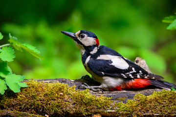 Fototapeta premium Great spotted Woodpecker perched