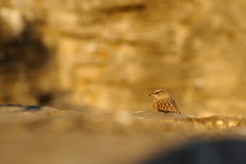 Alpine accentor (prunella collaris)