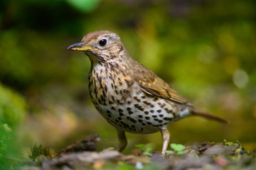 Fototapeta premium Song Thrush walking on a green background.