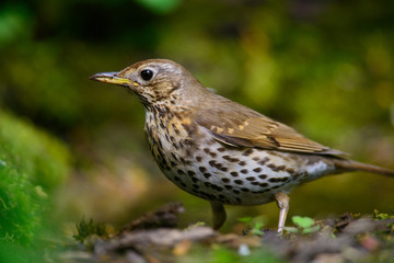 Song Thrush walking on a green background.