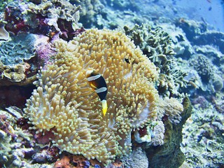 Fototapeta na wymiar harlequin fish with anemone, Coral Sea, Bali, Indonesia