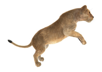 Female Lion on White