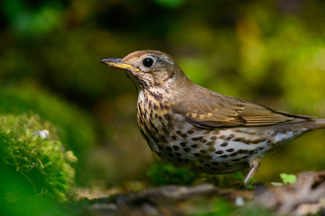 Song Thrush walking on a green background.