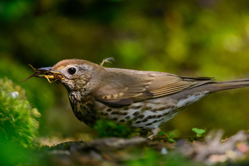 Song Thrush walking on a green background.