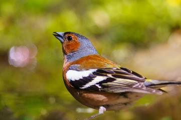 male Chaffinch fringilla coelebs on a green background