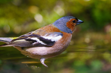 male Chaffinch fringilla coelebs on a green background