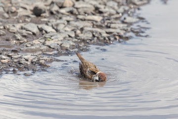 Sparrow taking a bath in a puddlu during hot summer day.