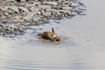 Sparrow taking a bath in a puddlu during hot summer day.
