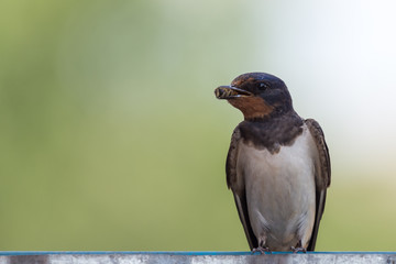 Barn swallow (Hirundo rustica) sits on a barn doors with food for it's chicks in the beak.