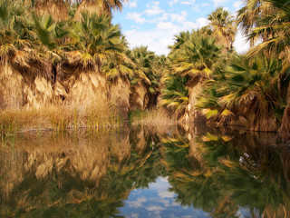 Thousand Palms Oasis, California