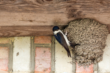 House martins building a nest and taking care of the breed in their nest. 
