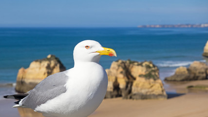 Silbermöwe an der Algarve - Urlaub - Vögel - Landschaft