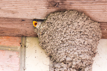 House martins building a nest and taking care of the breed in their nest. 