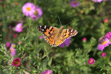 Admiral butterfly flying over the pink flowers. Butterfly orange