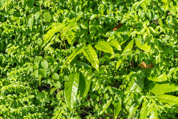 green leaf wall texture background, nature background.
