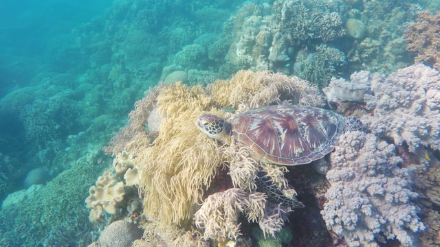 Sea turtle in the tropical sea