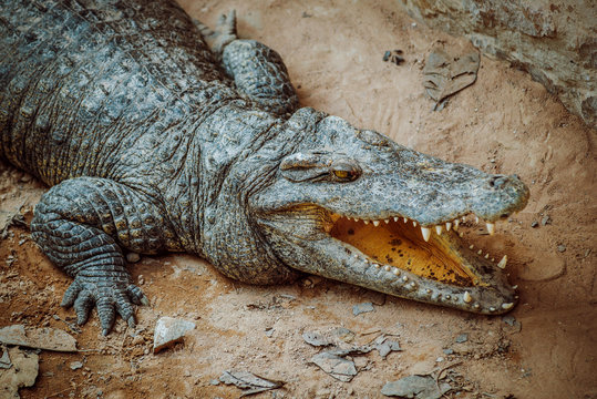 Aggressive crocodile