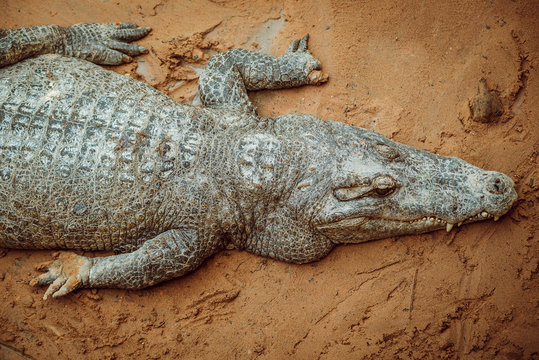 Aggressive crocodile