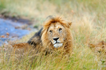 Plakat Close lion in National park of Kenya