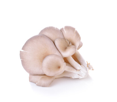 oyster mushrooms  on  white background