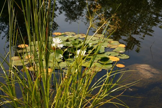 Lilies in the pond.