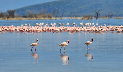 Pink flamingos in water