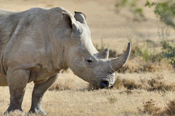 African white rhino