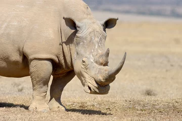 Papier Peint photo Rhinocéros rhinocéros blanc africain