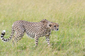 Wild african cheetah