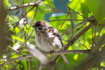 House sparrow feathering up in the bush during hot summer day.