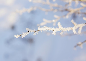 branch covered with frost