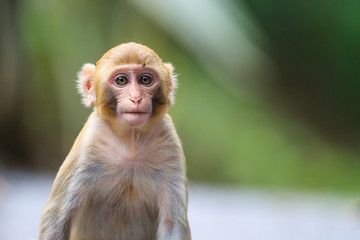 Naklejka premium Portrait of a Baby Rhesus macaque monkey (Macaca mulatta)