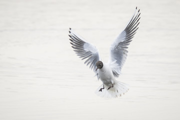 Black-headed gull, Chroicocephalus ridibundus, landing